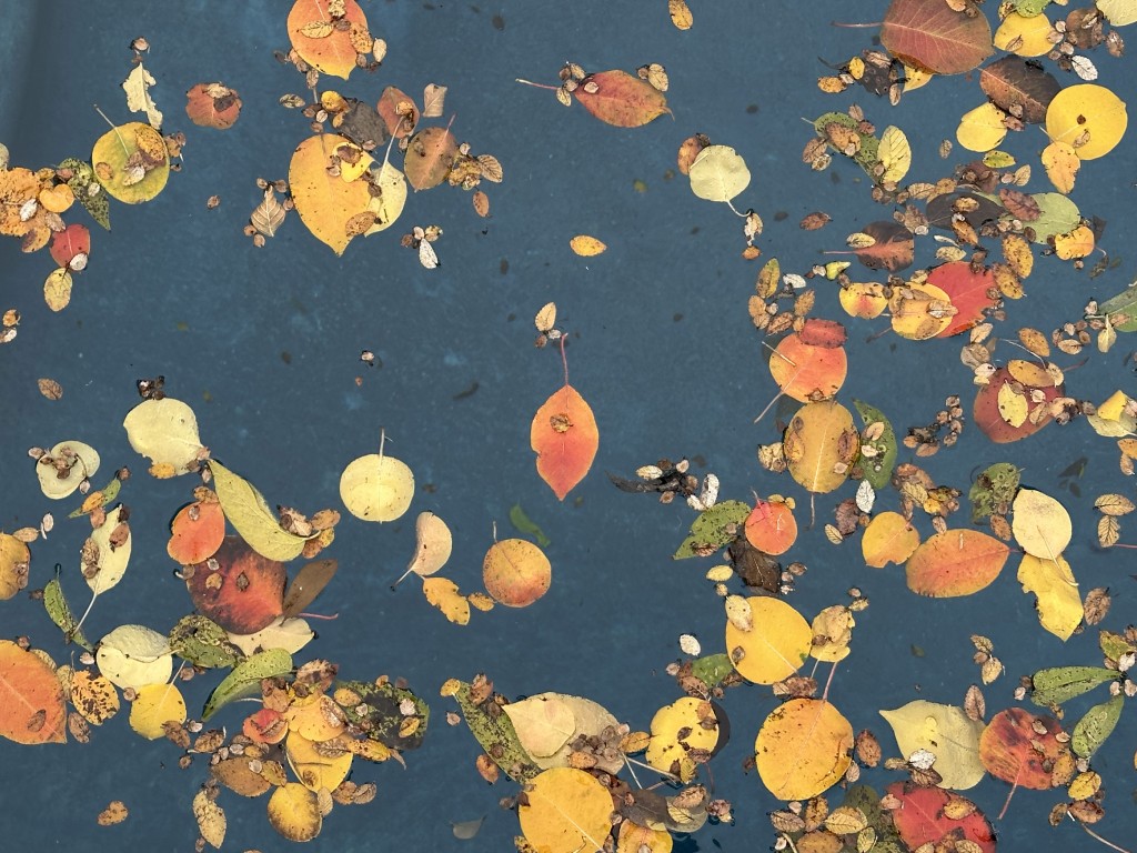 Neurodiversity Affirming Consultation Services