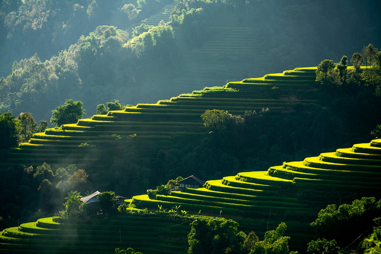 mountains, apartment, step, tree, the light, contrast, nature, plateau